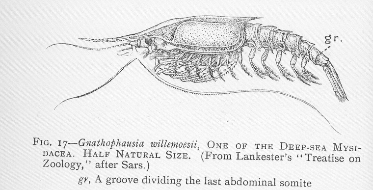 File:FMIB 46273 Gnathophausia millemoesii, one of the deep-sea mysidacea.jpeg