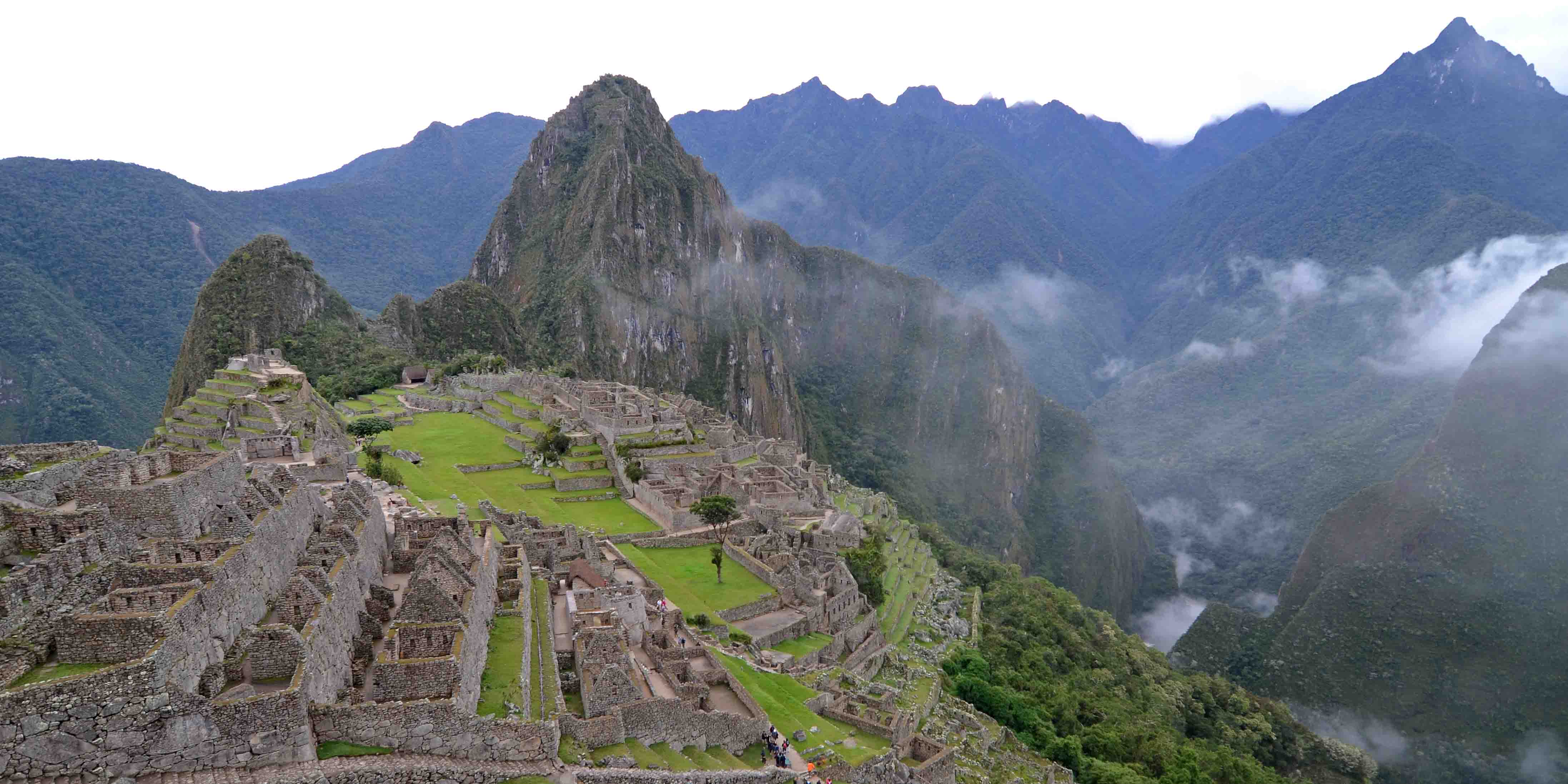 Орхидея machu Picchu