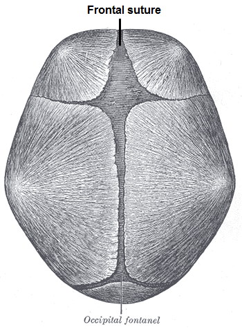 File:Frontal suture.png