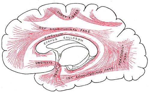 association tracts in the brain