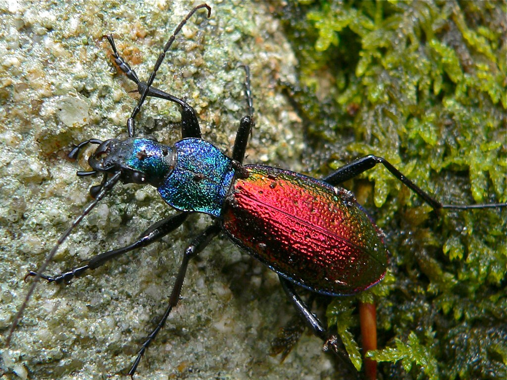 Ground Beetle (Chrysotribax hispanus) found under moss (8334194994).jpg