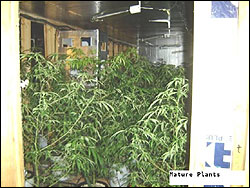 File:Grow house plants.jpg