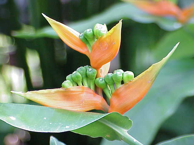 Fil:Heliconia aurantiaca3.jpg