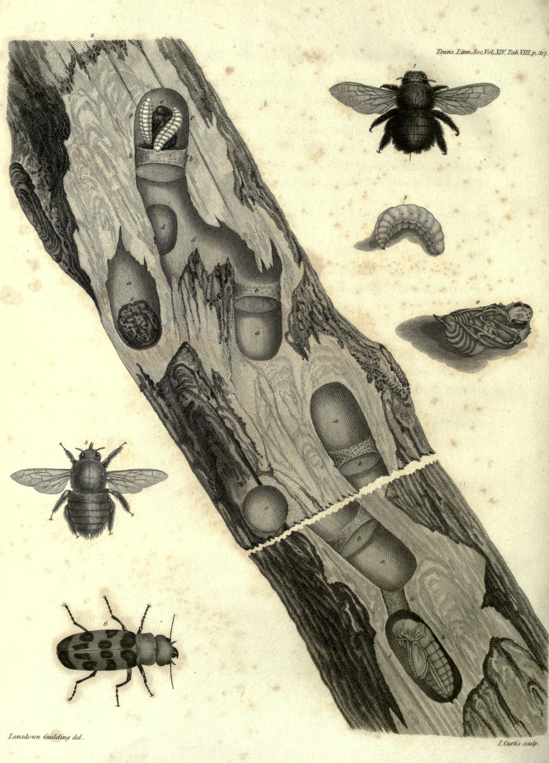 Guilding's illustration of the life history of ''[[Cissites maculata