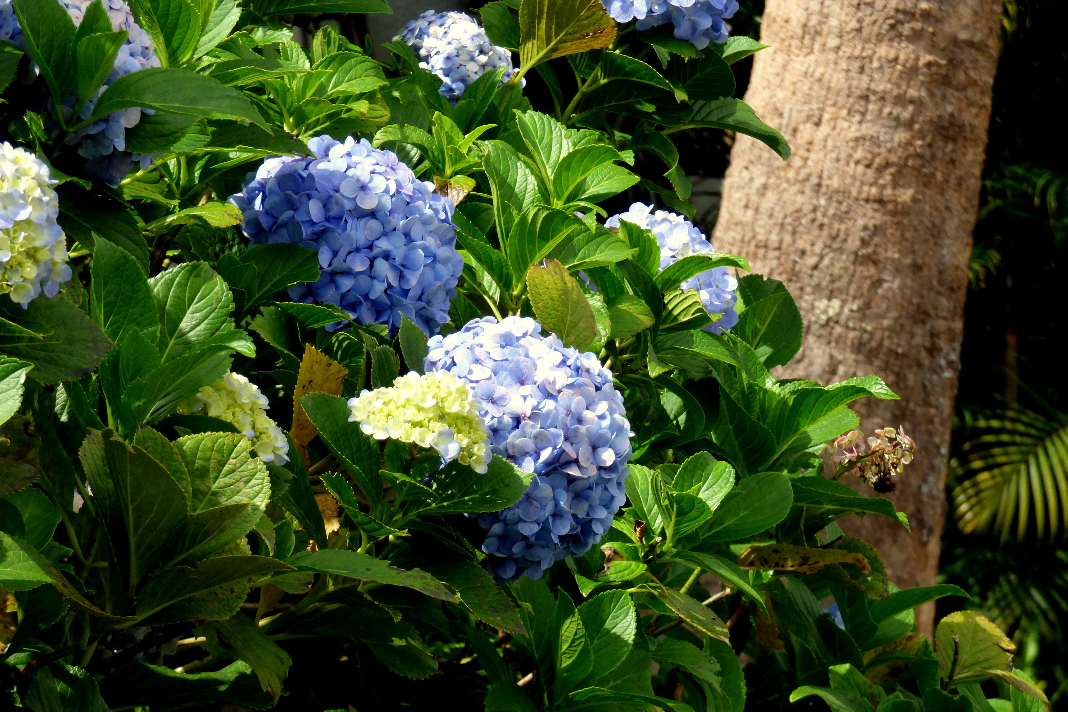 Como podar hortensias