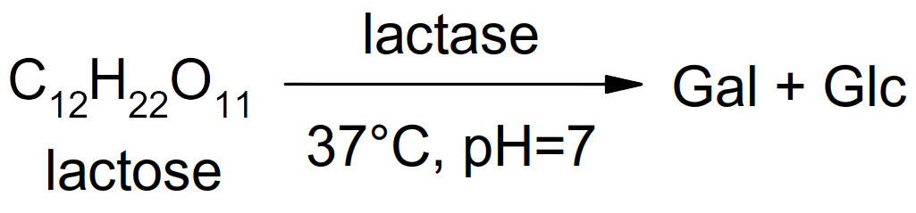 hydrolyse du lactose