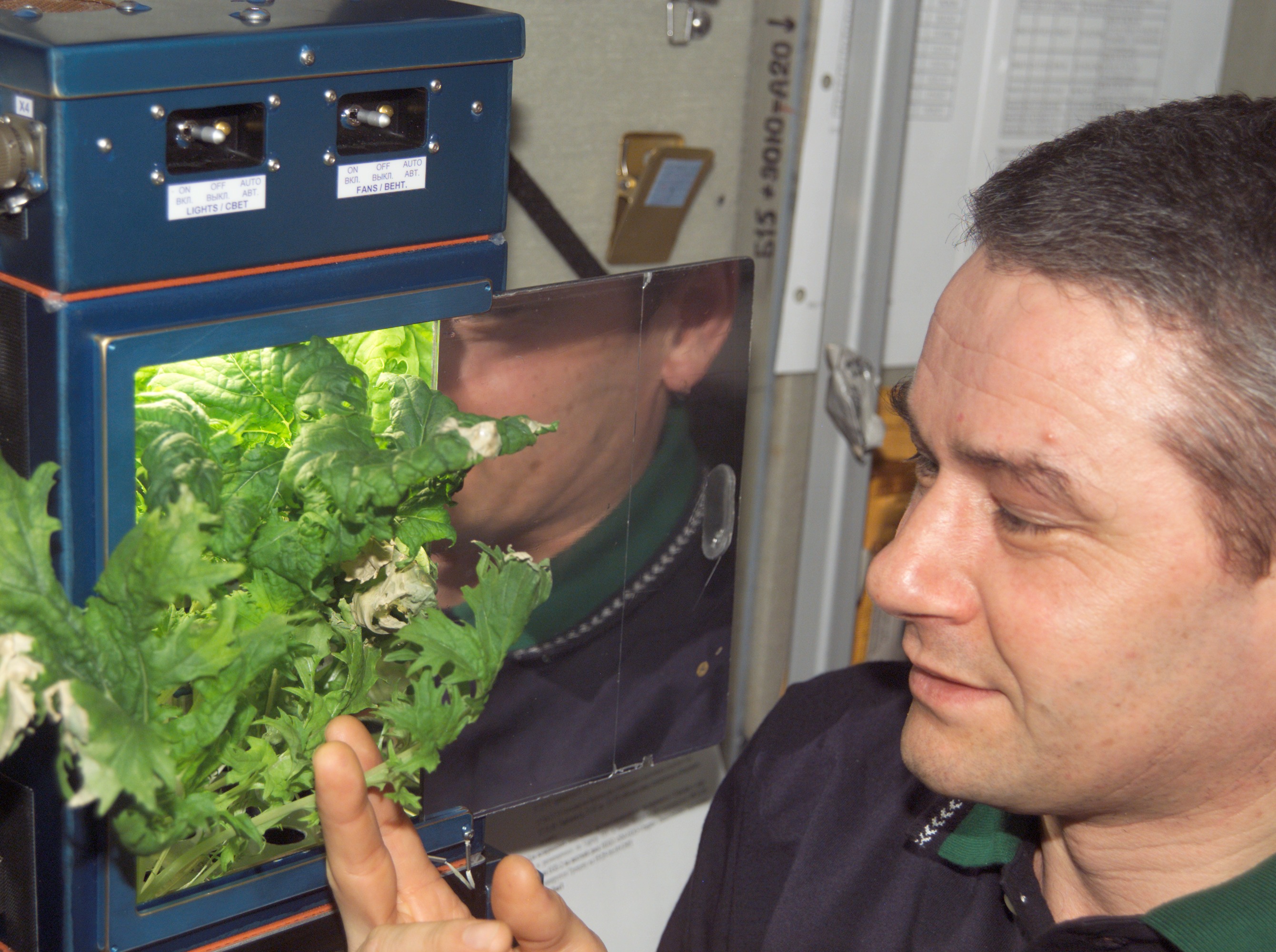 Мир космоса огород. Оранжерея Veggie МКС. Растения на МКС. Растения выращенные в космосе. Космонавт и растение.