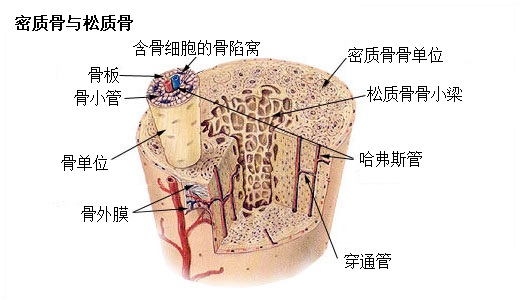 File:Illu compact spongy bone zh.jpg