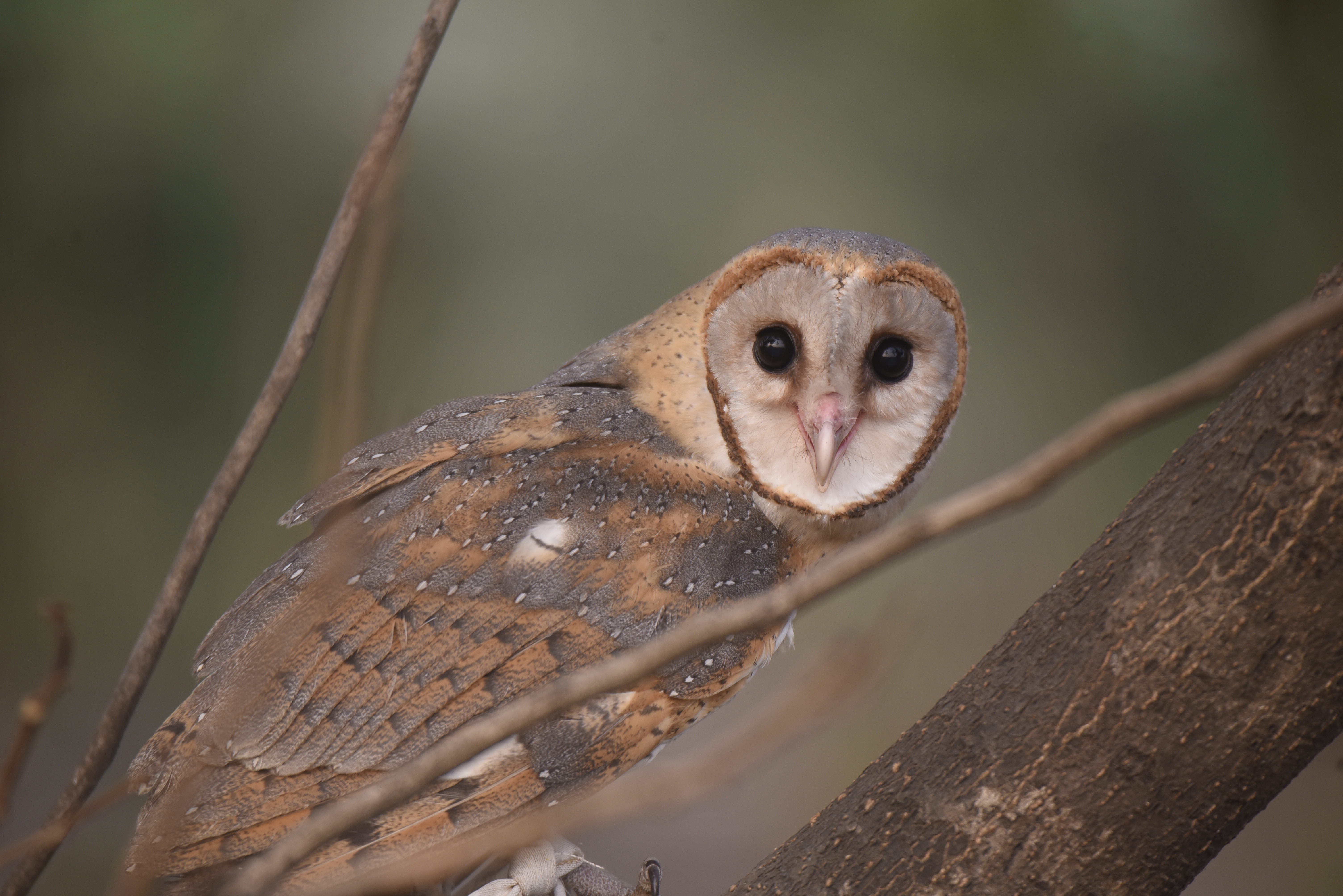 File:Indian Barn Owl,  - Wikimedia Commons
