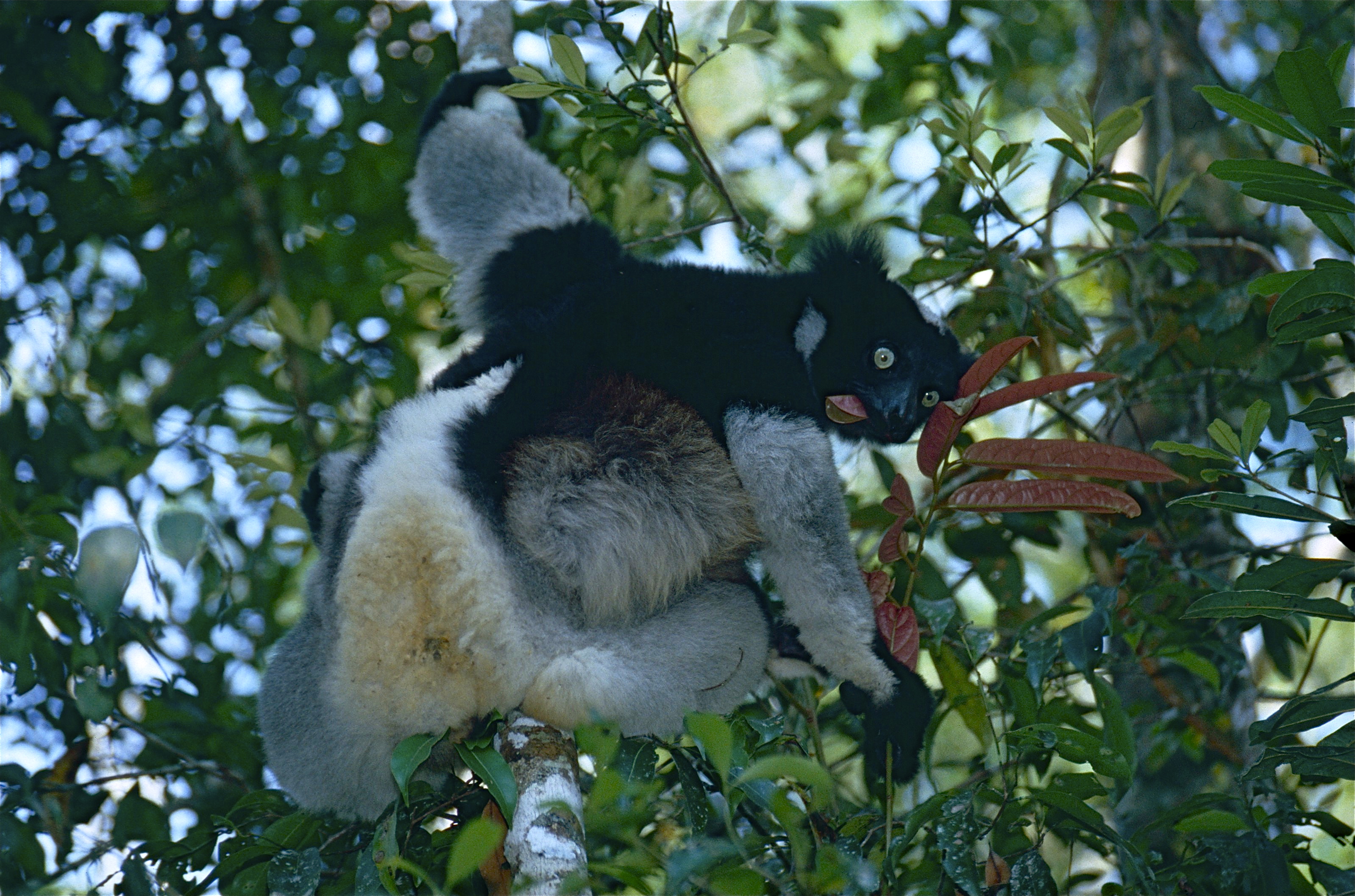 Indris (Indri indri) female with young (9644469680).jpg