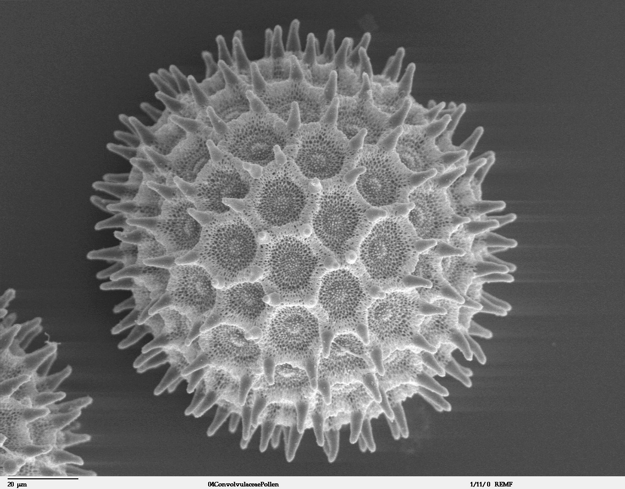 Resultado de imagen de polen