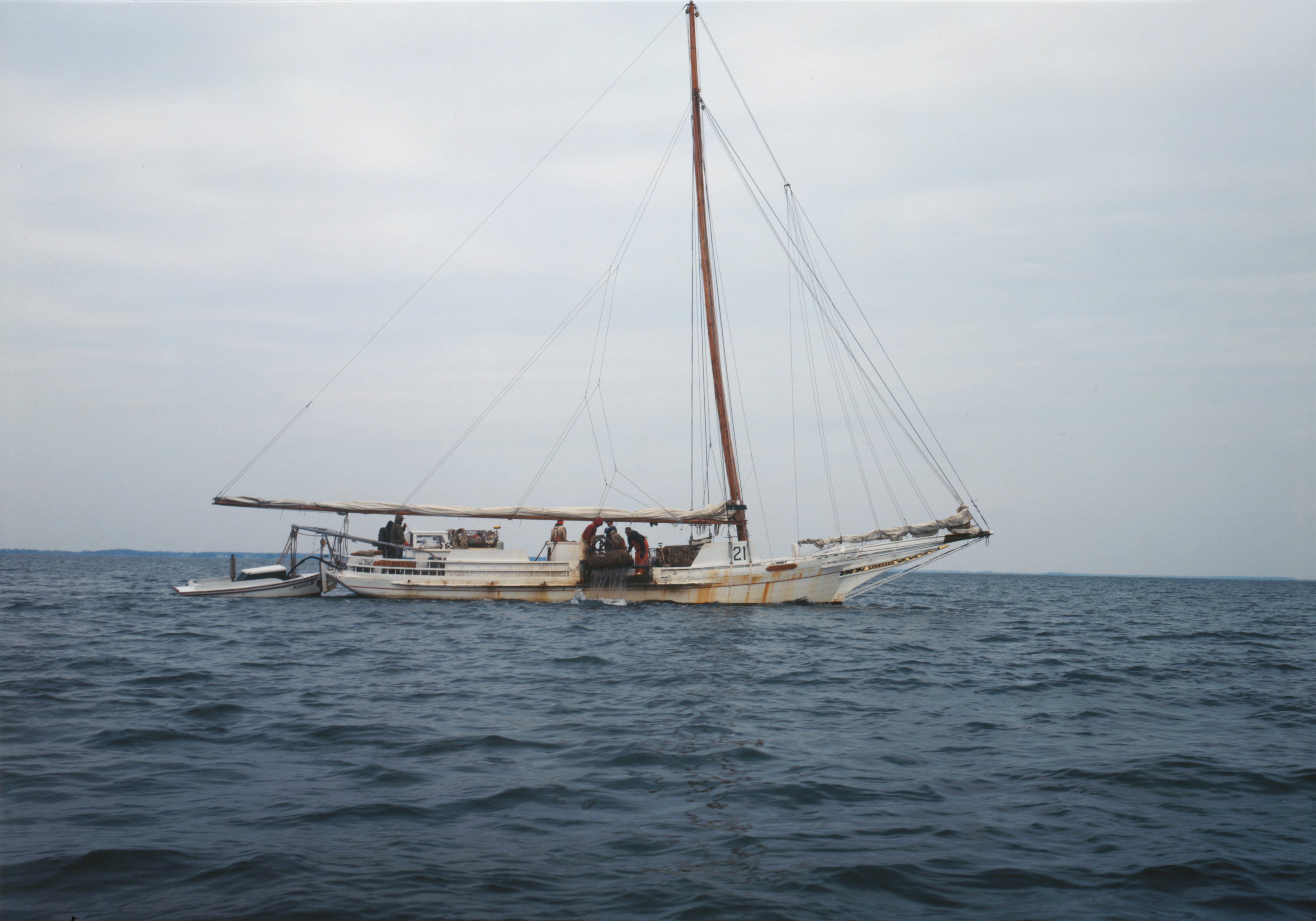 Skipjacks on the Chesapeake