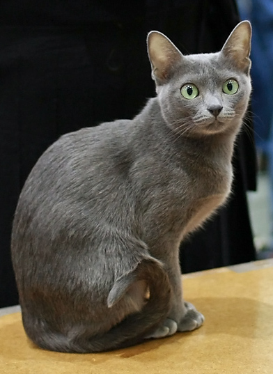 Image result for korat cat