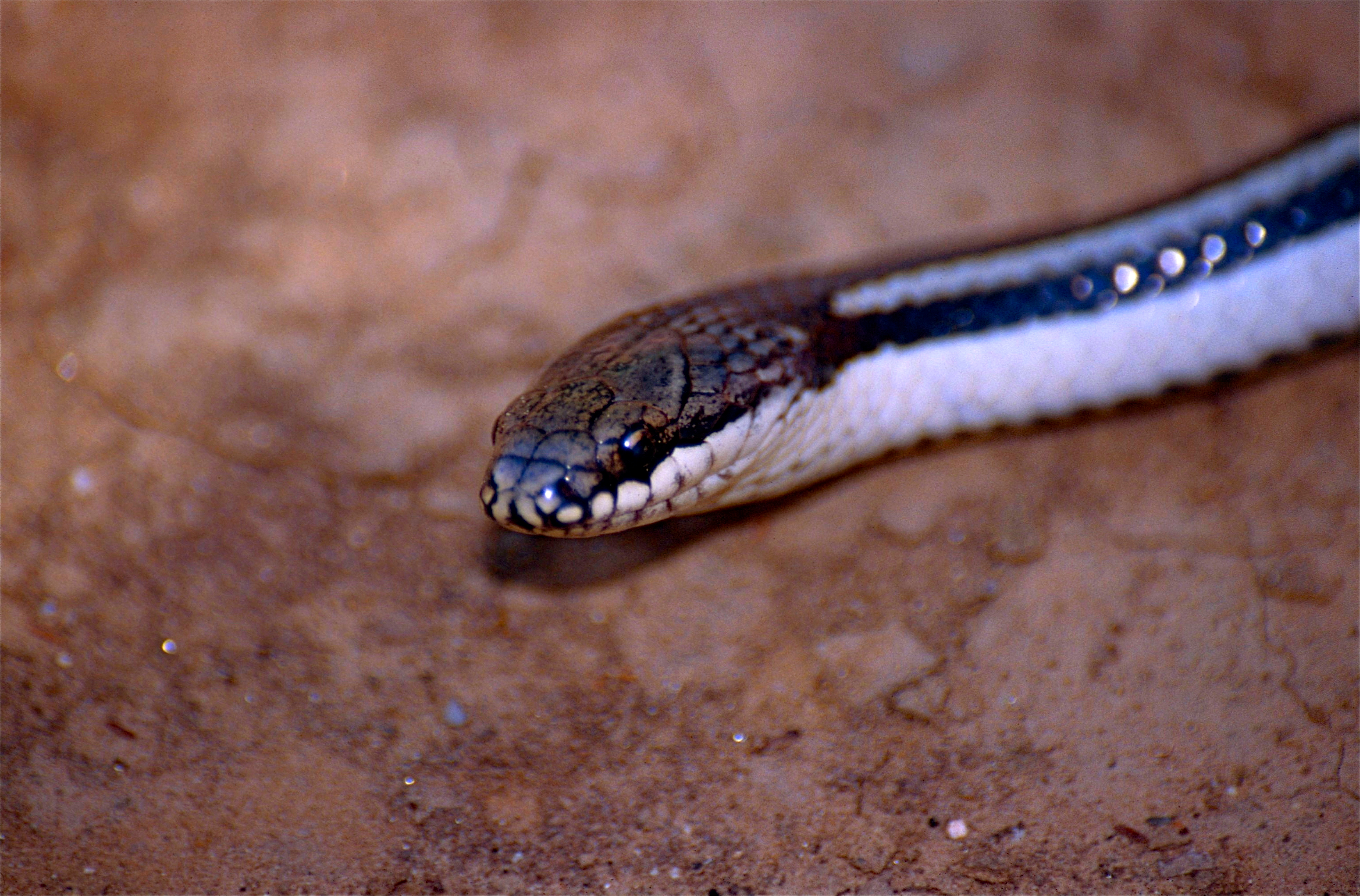 Lamprophiid Snake (Liophidium vaillanti) found by Jean NICOLAS (10295571326).jpg