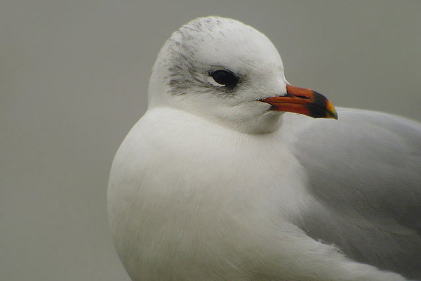 File:Larus melanocephalus02.jpg