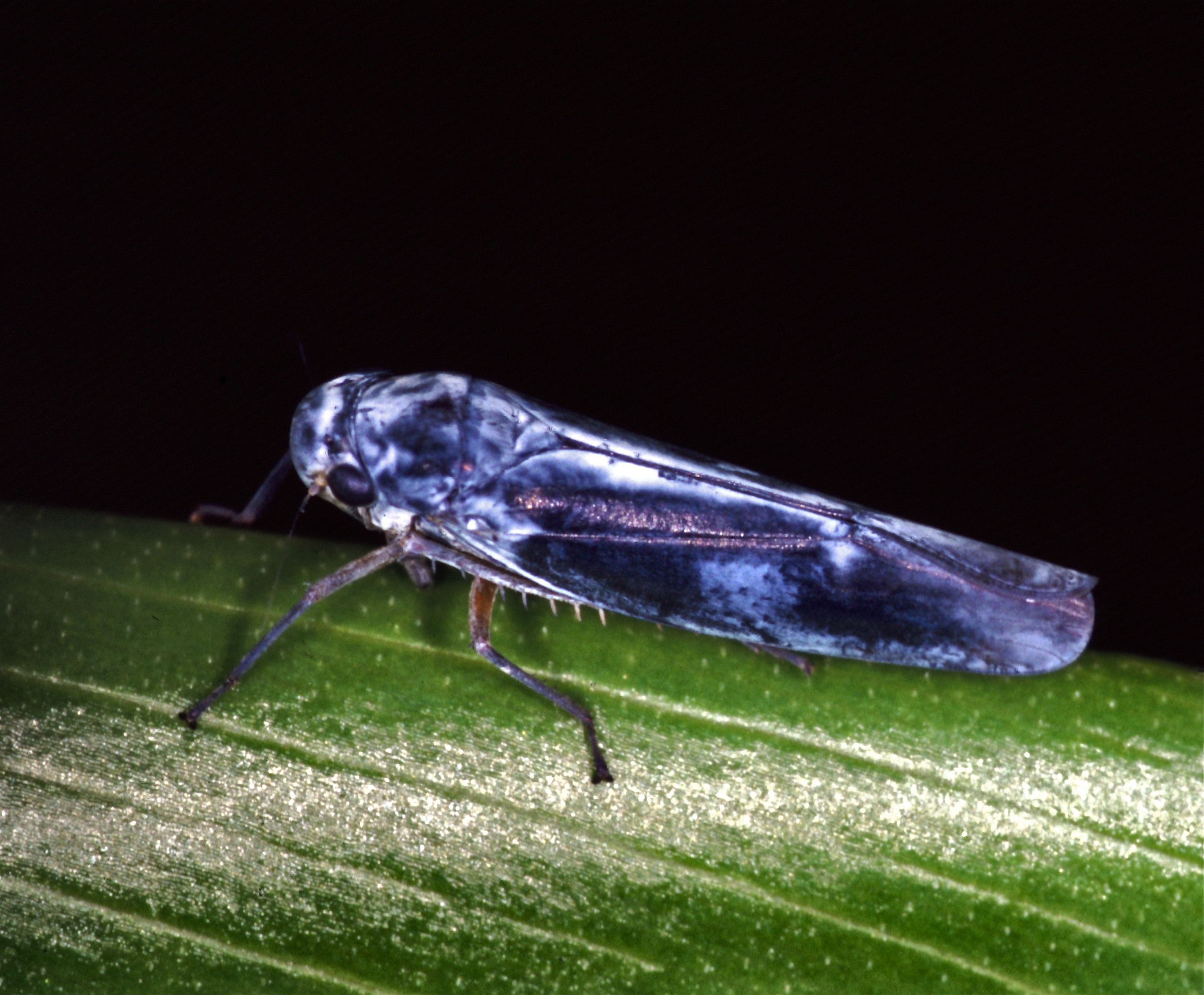 Leafhopper (Madumbra melancholica) (7621350416).jpg