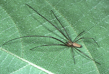 File:Leucauge.magnifica.male.-.tanikawa.jpg