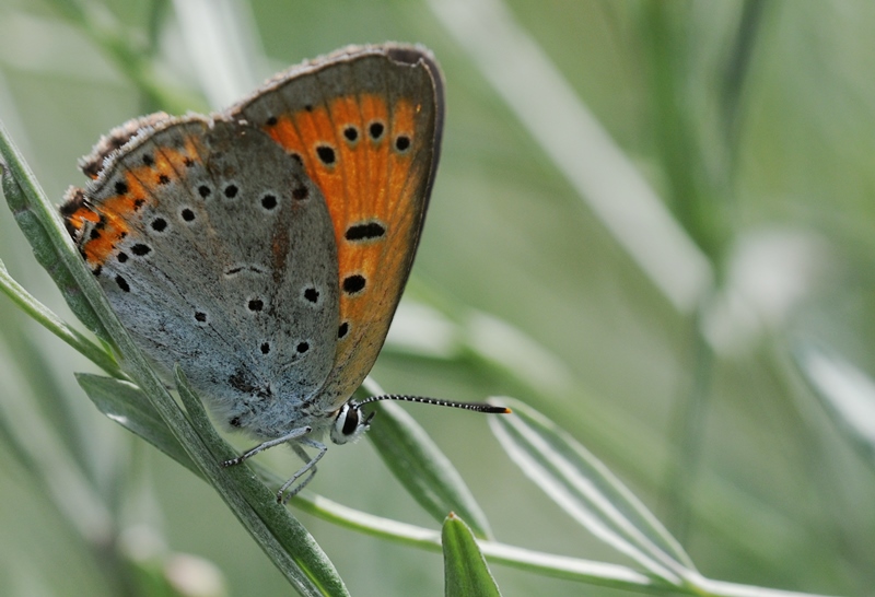 File:Lycaena dispar 1.jpg