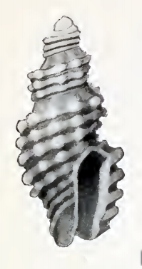 <i>Mangelia nisga</i> Species of gastropod