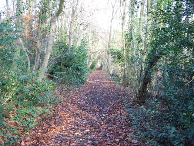 File:Path in Shales Coppice - geograph.org.uk - 1604419.jpg