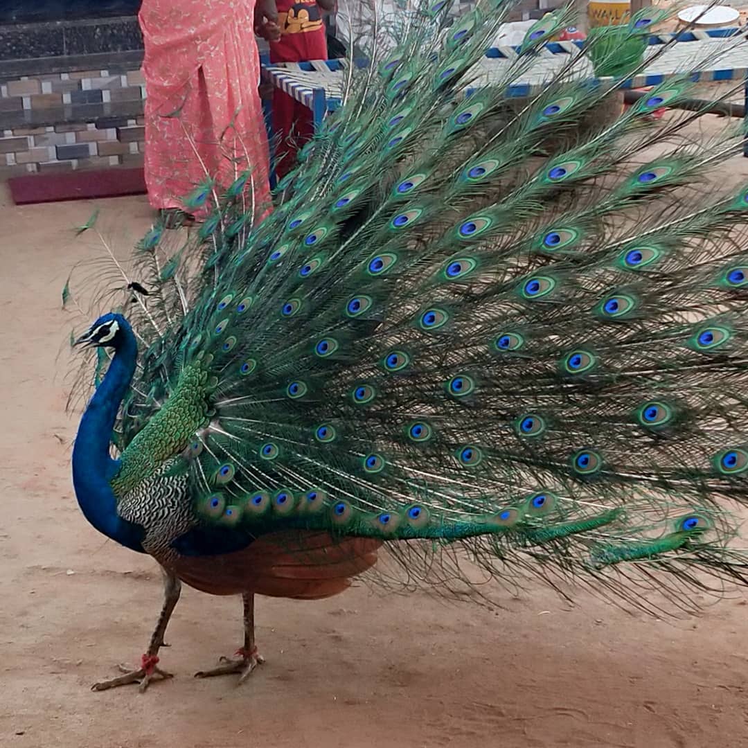 File:Peafowl (Peacock) Feather.jpg - Wikimedia Commons