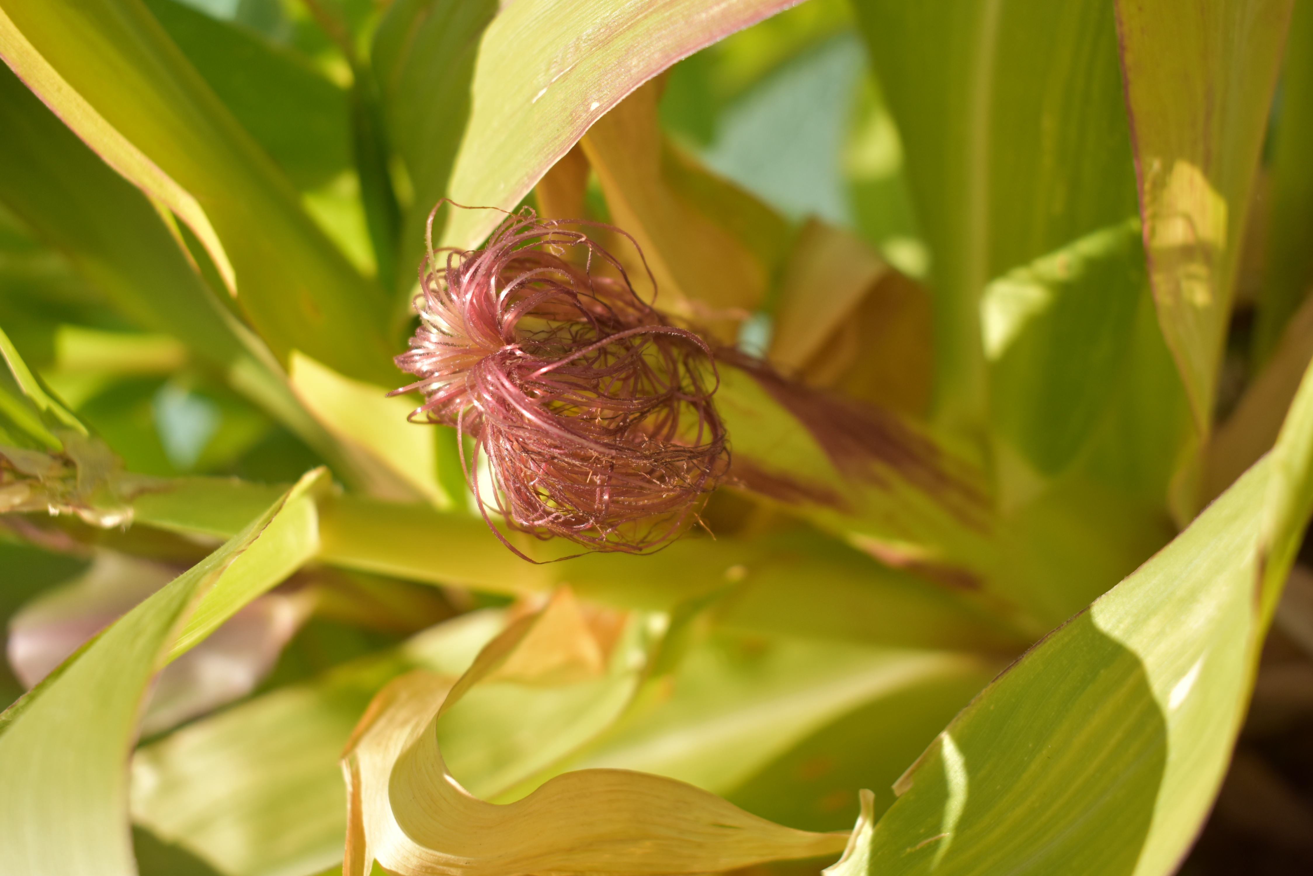 File:Pelo de Elote  - Wikimedia Commons