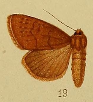 Aspidifrontia