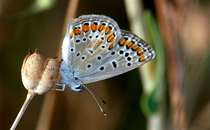 File:Polyommatûs îcarûs a mê.jpg