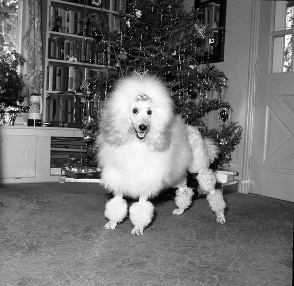 File:Poodle standing in front of a Christmas tree - Tallahassee (37972550685).jpg