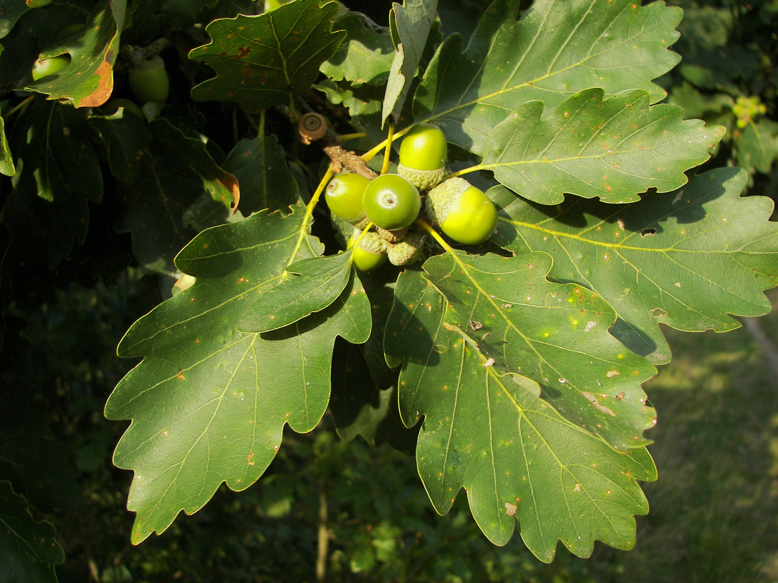 Leaves and acorns