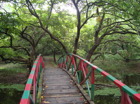 File:Raiganj Forest.jpg - Wikipedia
