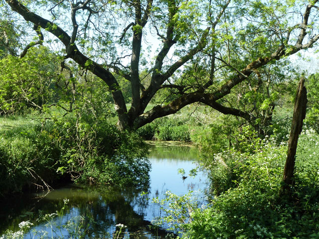 River Arun near Rudgwick Grange - geograph.org.uk - 2389734