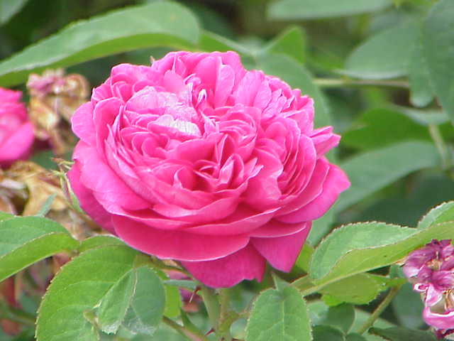 File:Rosa damascena5.jpg