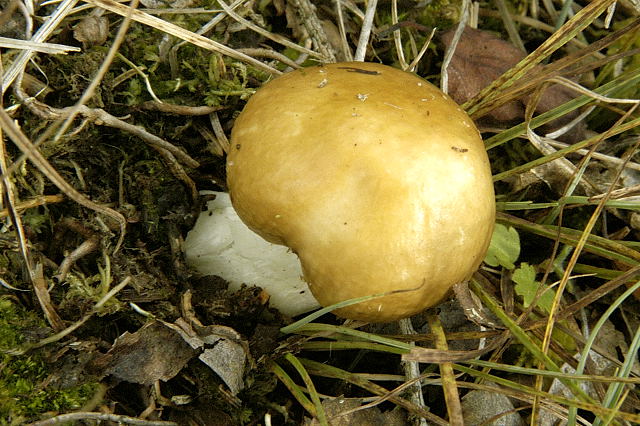 File:Russula.foetens.-.lindsey.jpg