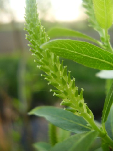 File:Salix triandra female flower.jpg