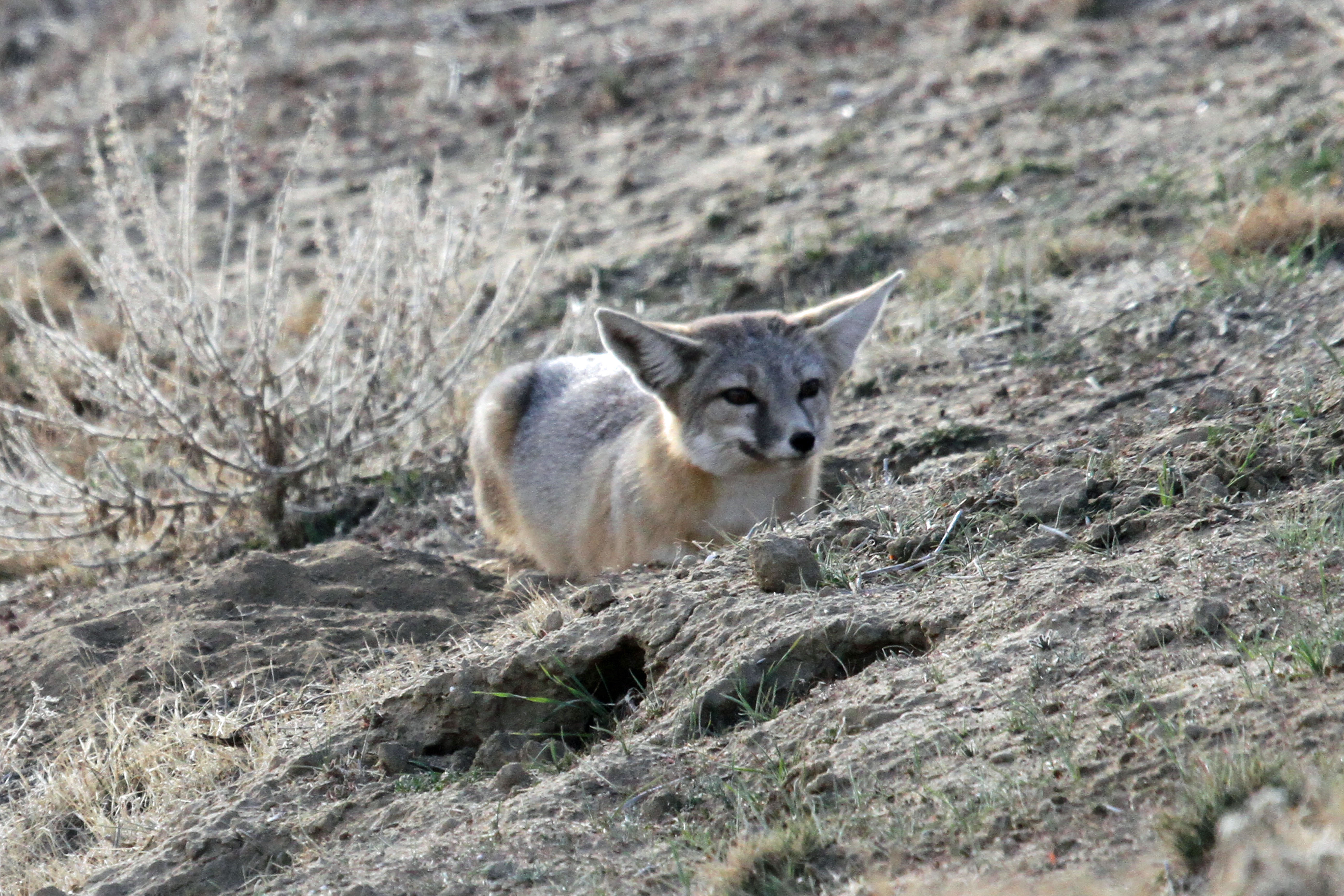 Американская лиса. Американская лисица. Rheithrosciurus macrotis. Greg Fox.