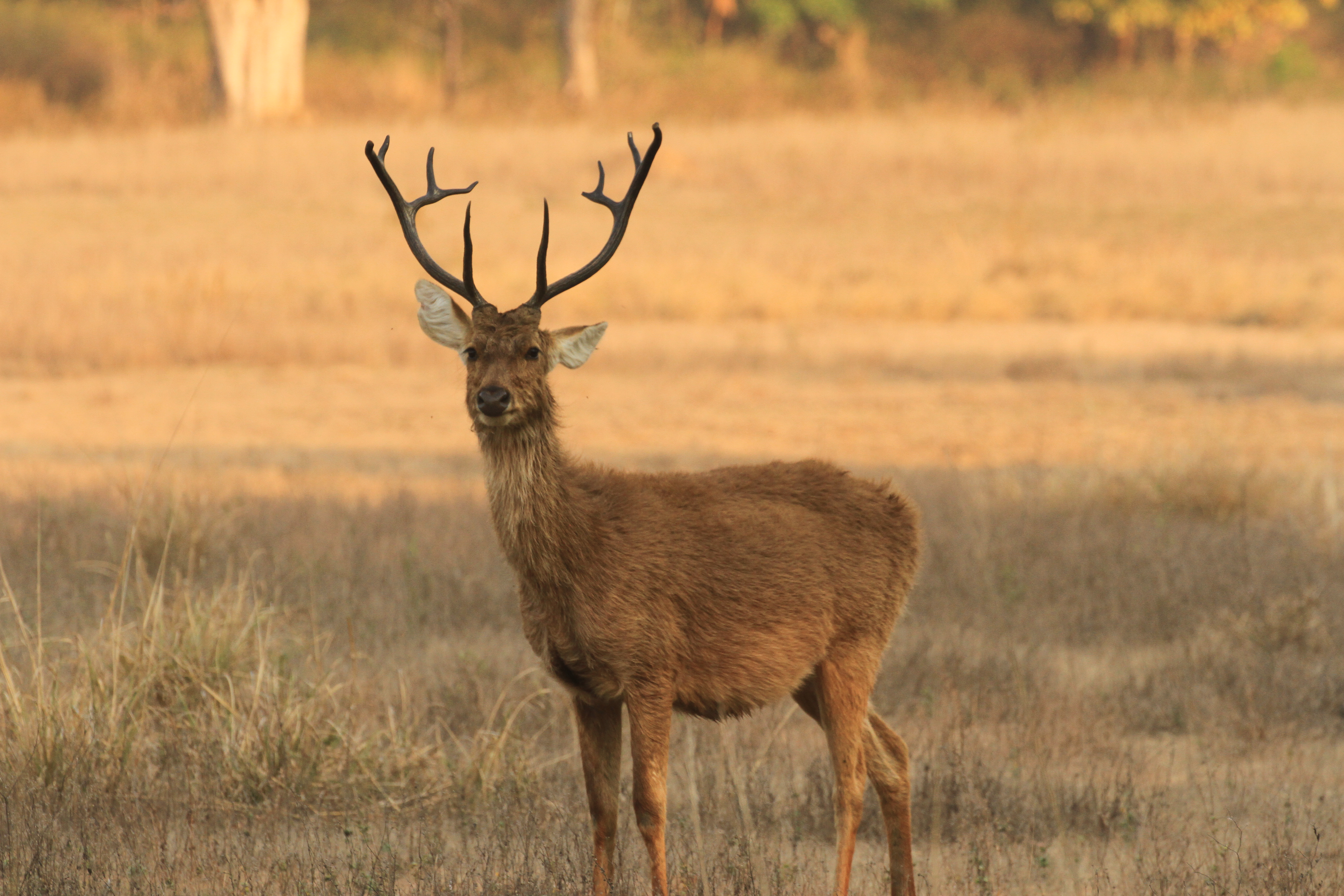 Marsh Deer. Олень 18