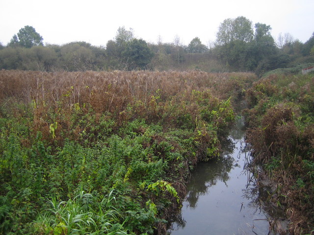 File:Swindon, Rushy Platt Nature Reserve - geograph.org.uk - 599709.jpg