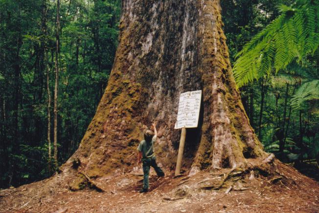 File:Tasmania logging 01 under tallest tree.jpg