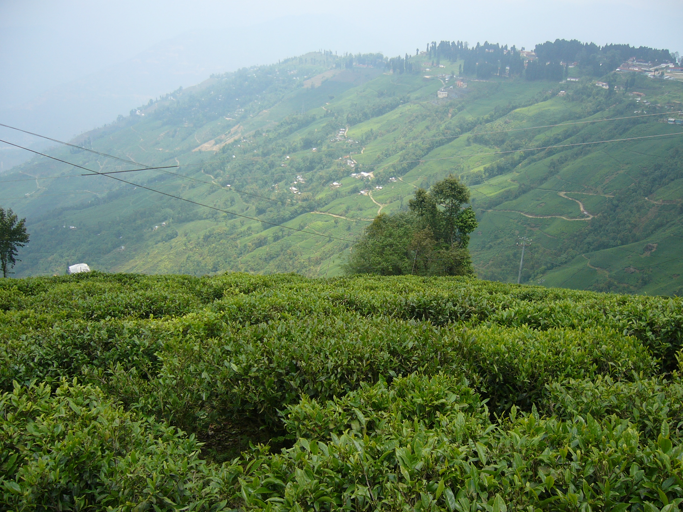 Beautiful Lush Green Tea Garden of Darjeeling, West Bengal, India Stock Image - Image of country, mountain: 225920871
