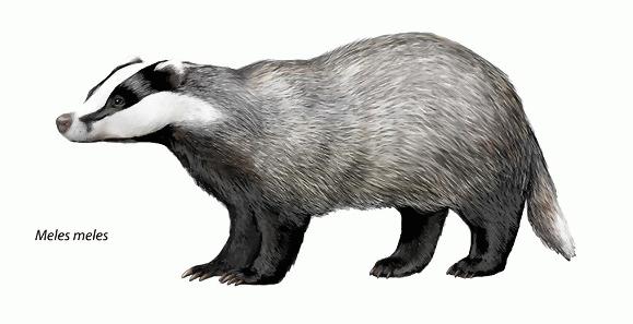 File:The Natural History of Badgers - Meles meles.jpg