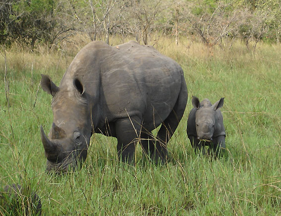 File:Uganda Murchison-Falls-Rhinos.jpg