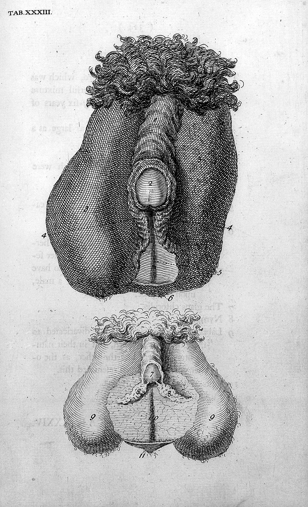 Hermaphrodites pics