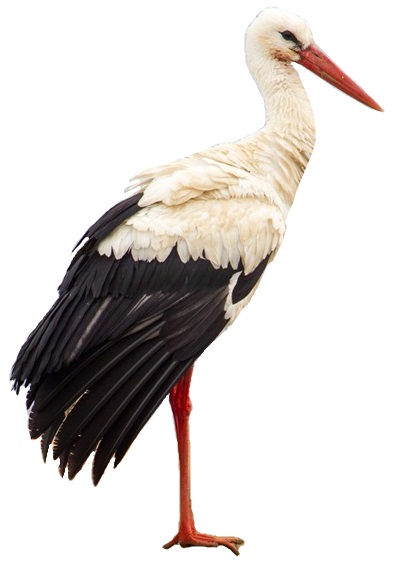 File:Weißstorch (Ciconia ciconia) white background.jpg