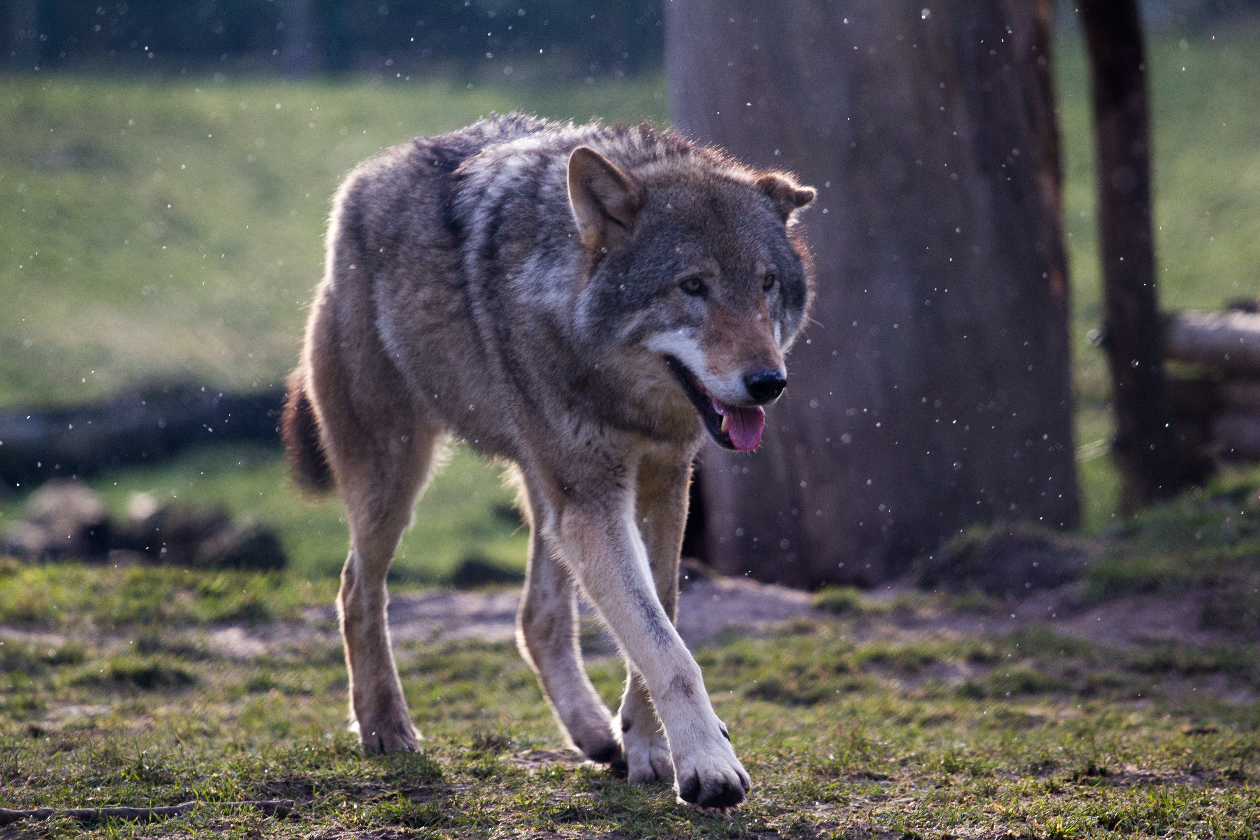 Покажи фотку волка. Canis Lupus. Серый волк canis Lupus. Степной волк животное. Волк крадется.