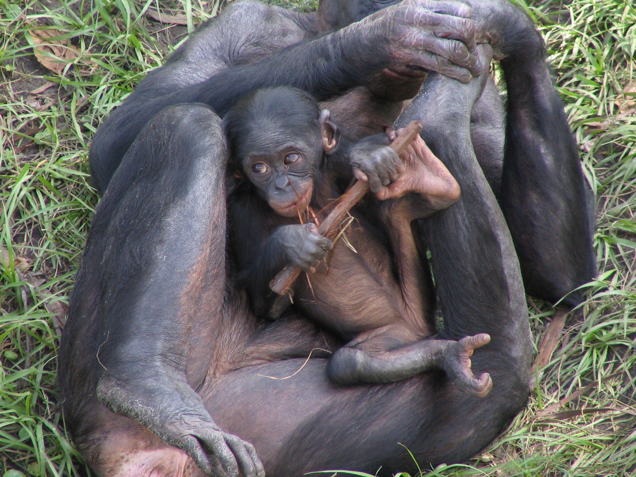 Половое спаривание. Шимпанзе бонобо. Самка бонобо. Обезьяна бонобо самец. Карликовые шимпанзе бонобо.