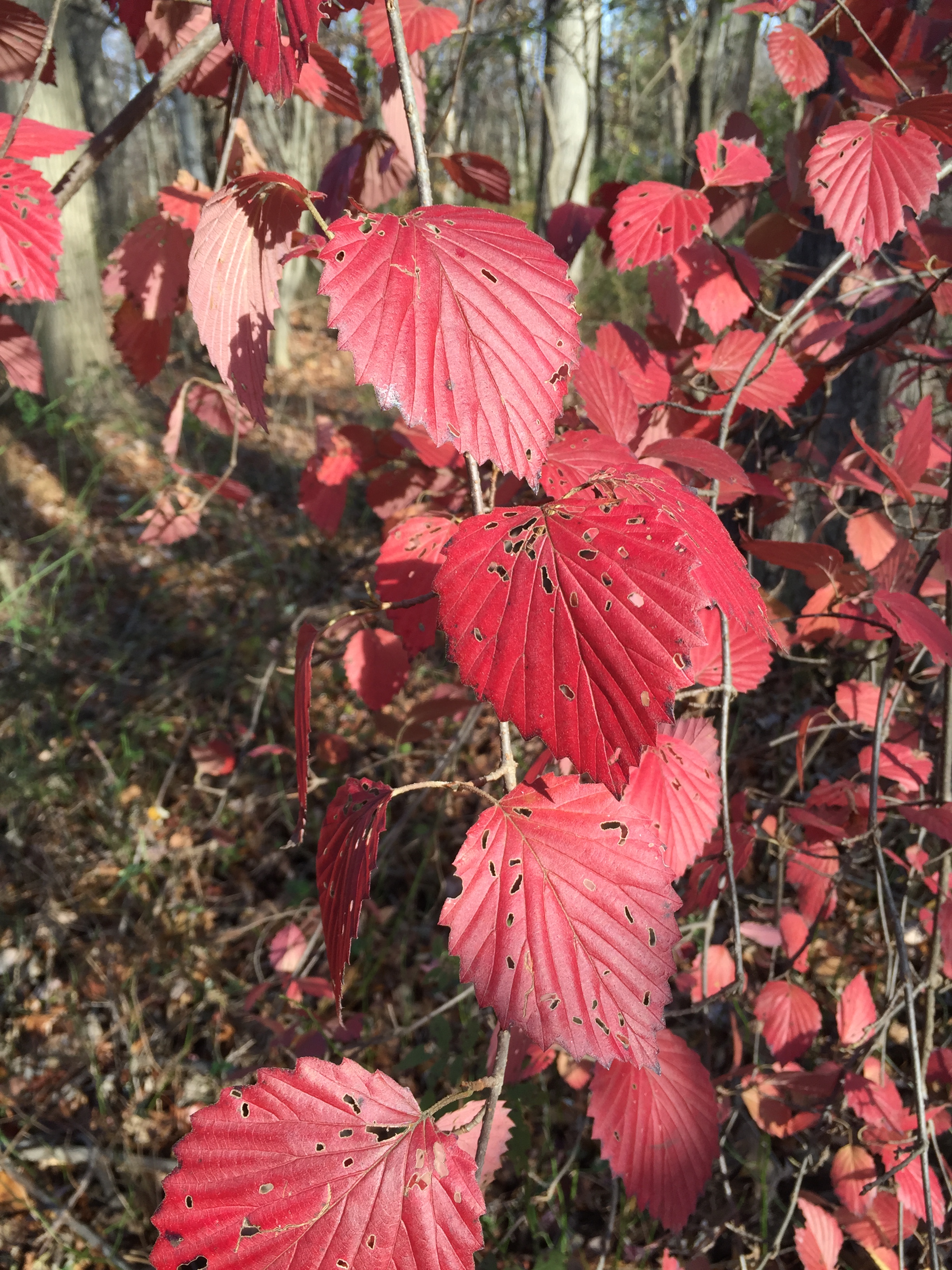 2015-11-15 09 30 59 Arrowwood foliage during autumn in the woodlands along ...