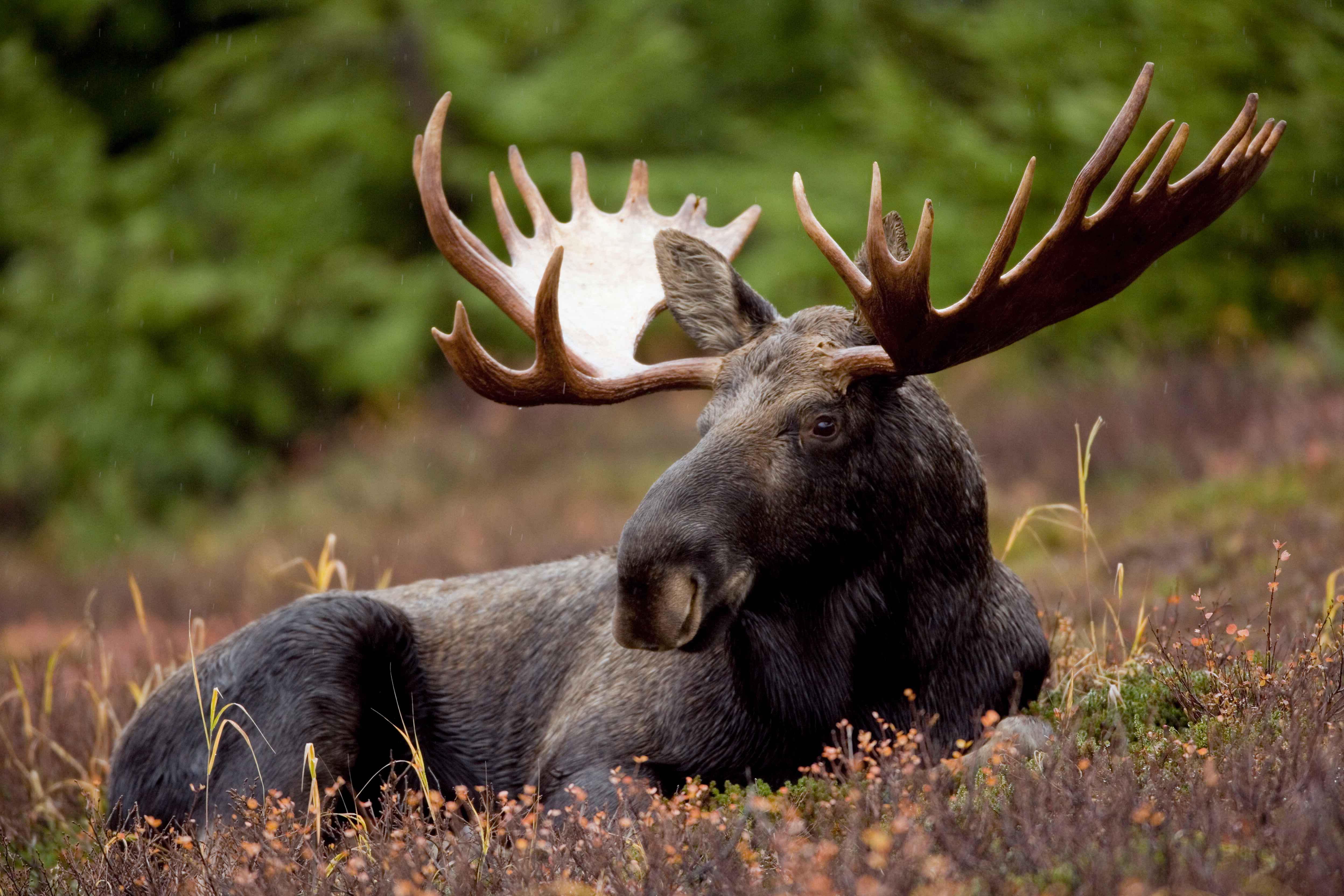 File:A bull moose animal mammal.jpg - Wikimedia Commons