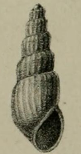 <i>Aclis didyma</i> Species of gastropod
