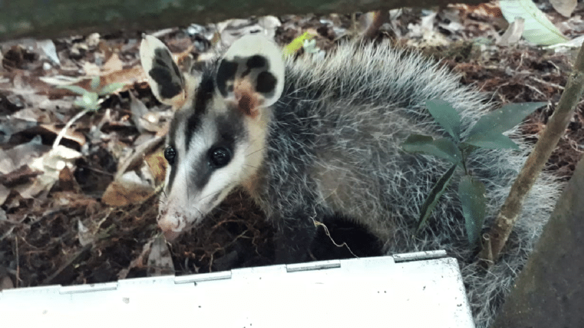 Opossum - Wikipedia